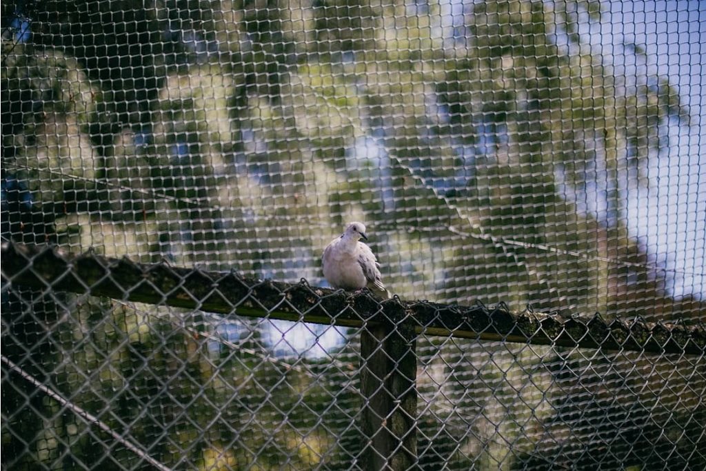 bird netting melbourne 2